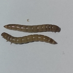 Large Mealworms