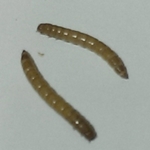 Medium Mealworms