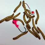 Giant Mealworms