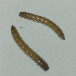 Medium Mealworms